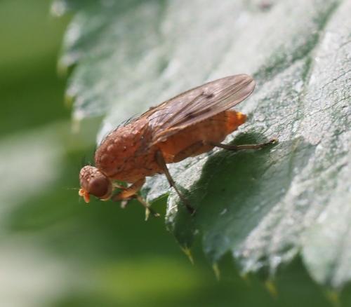 Réf. 238 488 : Suillia sp.